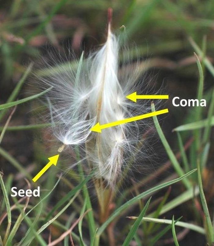 Asclepias gibba fruit (follicle) splitting open and releasing seed with coma. (Photo SP Bester)