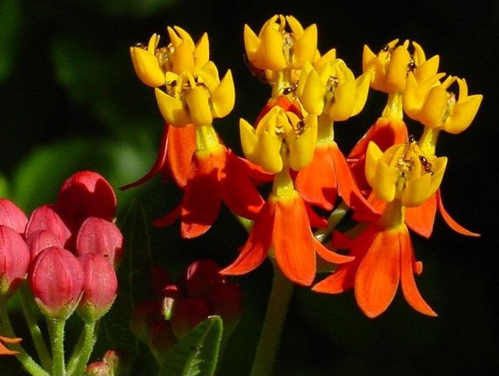 Asclepias curassavica, a species native to Central and Northern parts of South America, is not uncommon in South African gardens and sometimes available from nurseries.