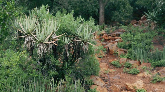 Aloe castanea, in the Pretoria National Botanical Garden.