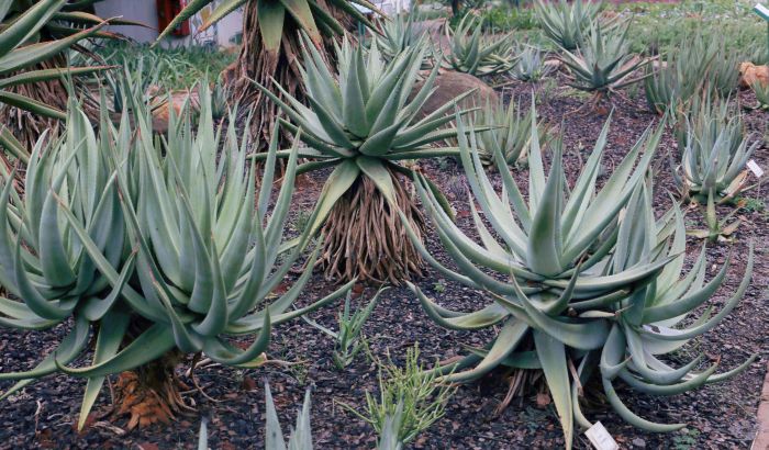 Aloe castanea, in the Pretoria National Botanical Garden.