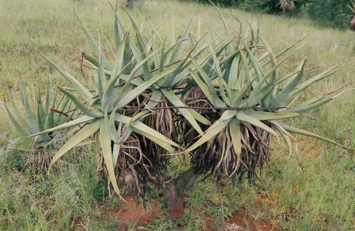 Aloe castanea, in the Pretoria National Botanical Garden.