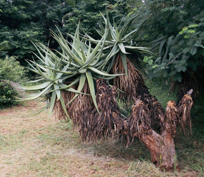 Aloe castanea, in the Pretoria National Botanical Garden.