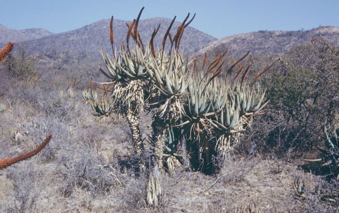 Aloe castanea in habitat. (Photo GW Reynolds)