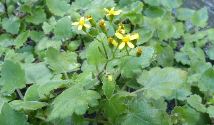 Senecio voigtii growing along the Mbashe River, Eastern Cape.