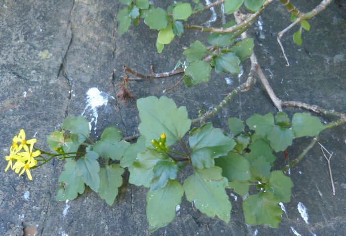 Senecio voigtii growing on a shale cliff in Valley Bushveld at the Nahoon Dam, Eastern Cape.  