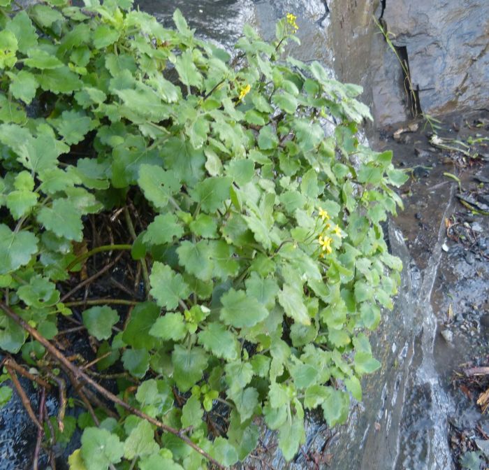 Senecio voigtii growing along the Mbashe River, Eastern Cape.