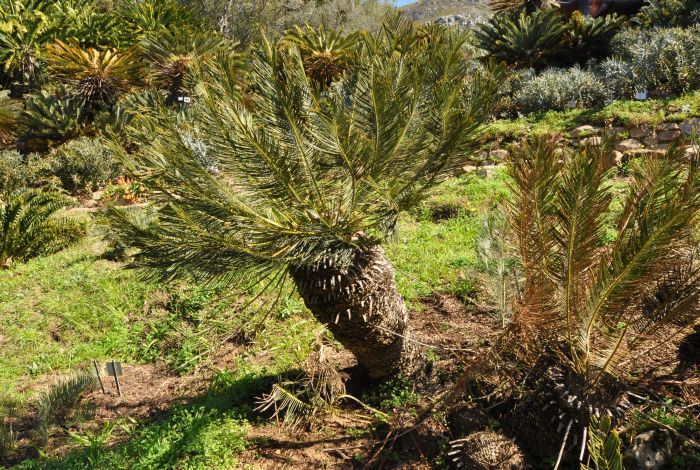 Encephalartos ghellinckii, lowland form with mature, green leaves, Kirstenbosch NBG. (Photo Alice Notten)