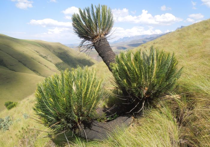 Encephalartos ghellinckii in habitat, Cathedral Peak, Drakensberg. (Photo Terence Sinyuy)