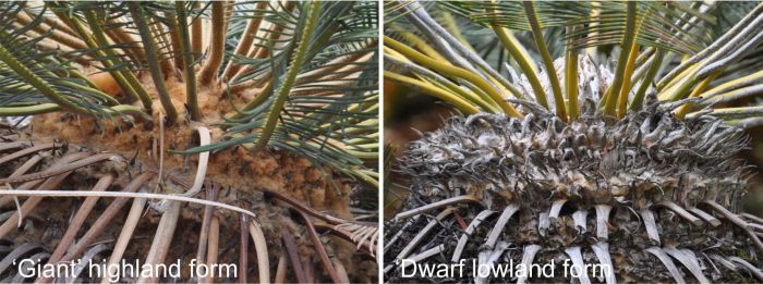 Encephalartos ghellinckii crown, highland form Left, lowland form Right, Kirstenbosch NBG. (Photo Alice Notten)