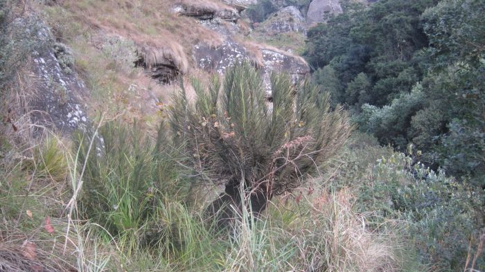 Encephalartos ghellinckii in habitat. (Photo Margie Herron)