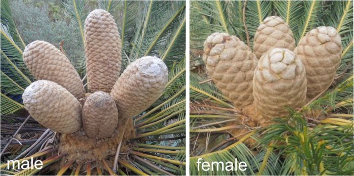 Encephalartos ghellinckii cones, male Left, female Right. (Photo Terence Sinyuy)