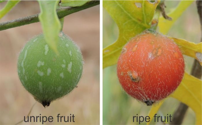 Coccinia rehmannii unripe and ripe fruit. (Photo Marinda Koekemoer)