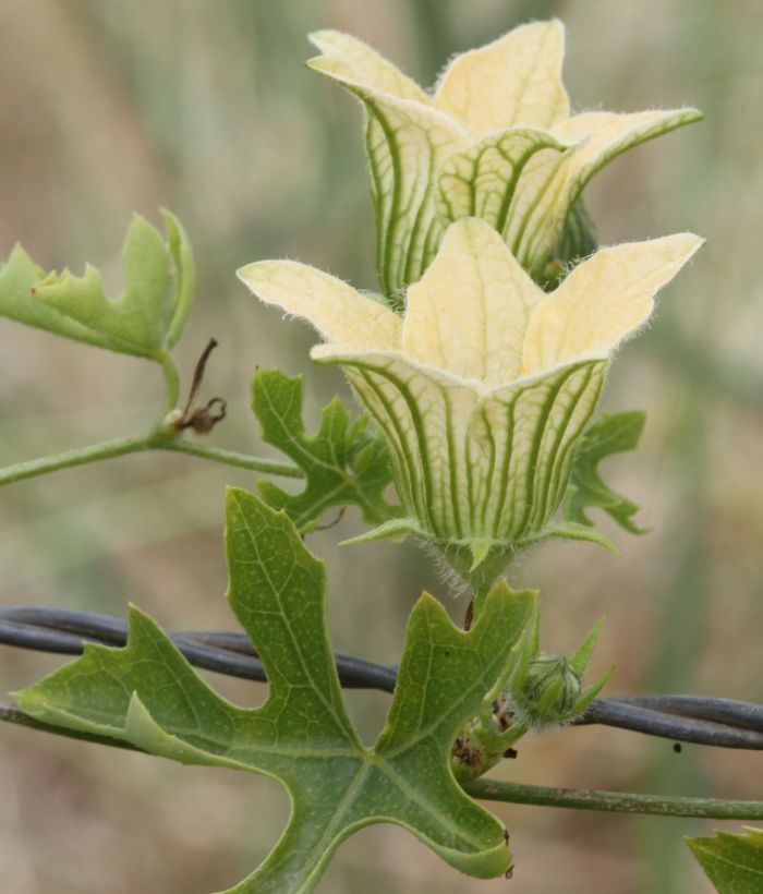 Coccinia rehmannii flowers. (Photo Marinda Koekemoer)