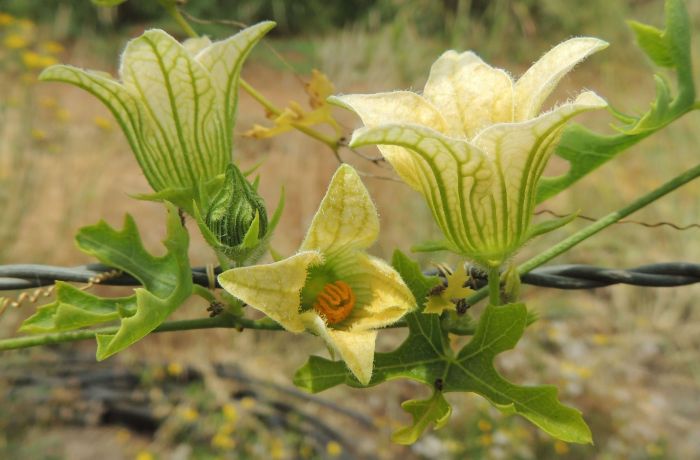 Coccinia rehmannii flowers. (Photo Marinda Koekemoer)