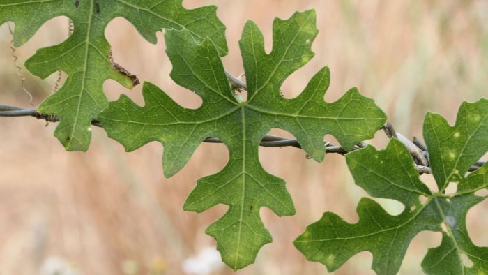 Coccinia rehmannii leaves. (Photo Marinda Koekemoer)