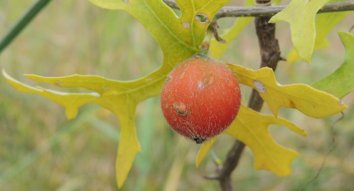 Coccinia rehmannii ripe fruit. (Photo Marinda Koekemoer)