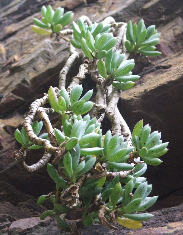 Curio repens growing on a cliff face, Chapmans Peak, Cape Peninsula, Western Cape.