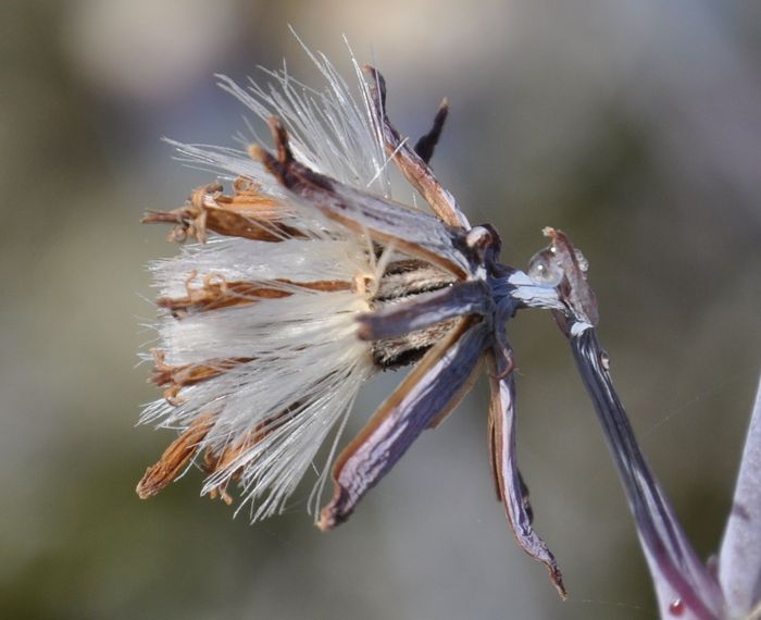 Curio repens, seedhead, Red Hill, Cape Peninsula, Western Cape.