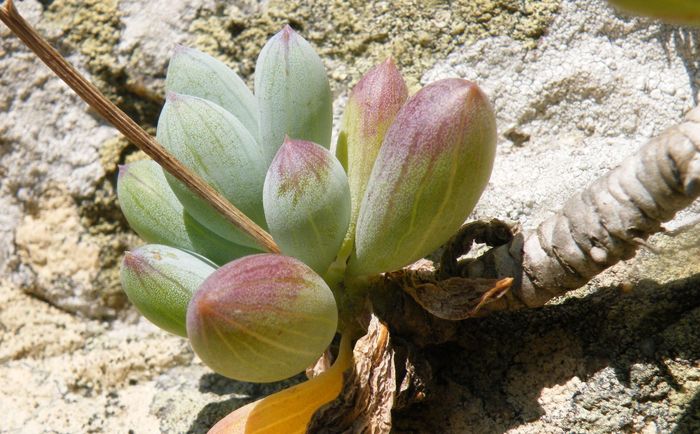 Curio repens, a close-up of a stem with leaves, growing on a ledge at Cape Point, Western Cape.