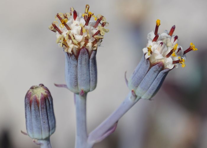 Curio repens, capitula, Red Hill, Cape Peninsula, Western Cape.