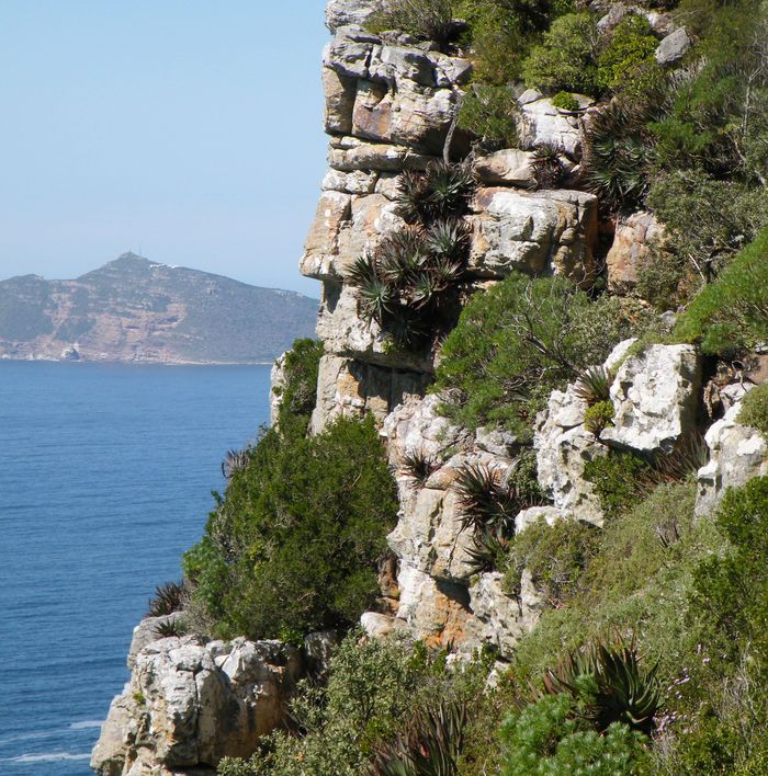 The cliff habitat of Curio repens growing with Aloe succotrina at Cape Point Nature Reserve, Western Cape.  