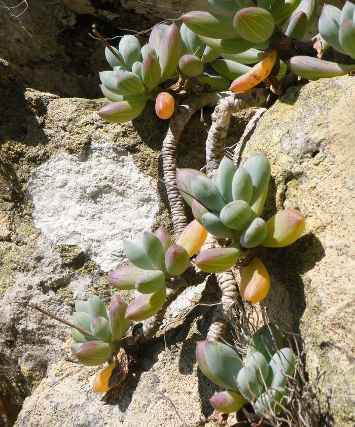  Curio repens growing on a cliff at Rooiels, Western Cape. Note the torulose branches.