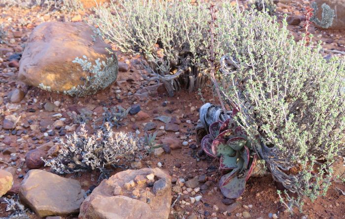 Adromischus triflorus, growing in habitat.