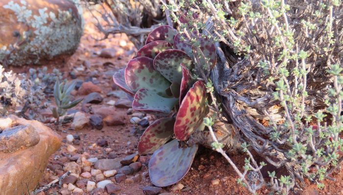 Adromischus triflorus, growing in habitat.