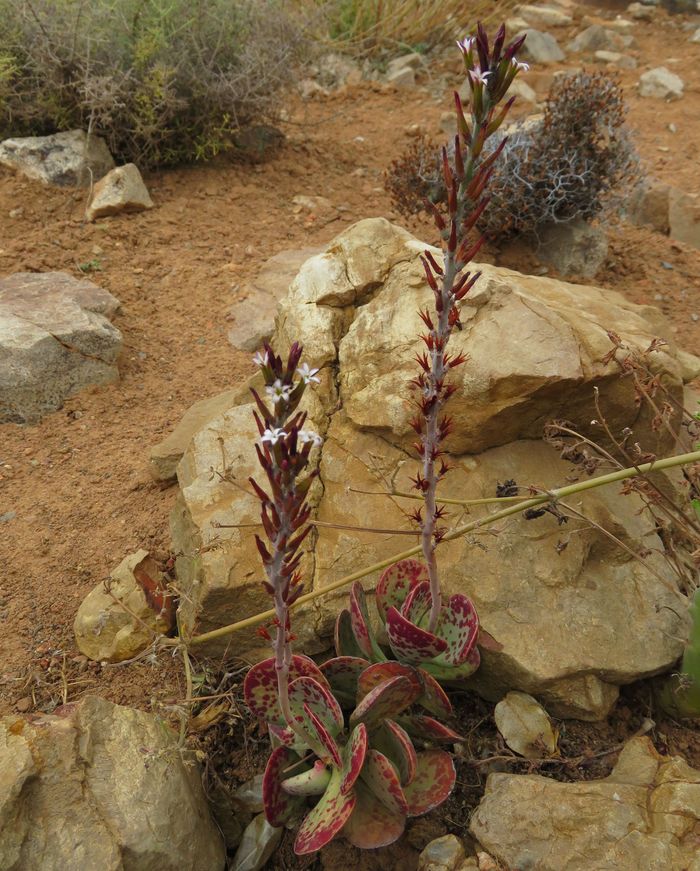 Adromischus triflorus, inflorescences.