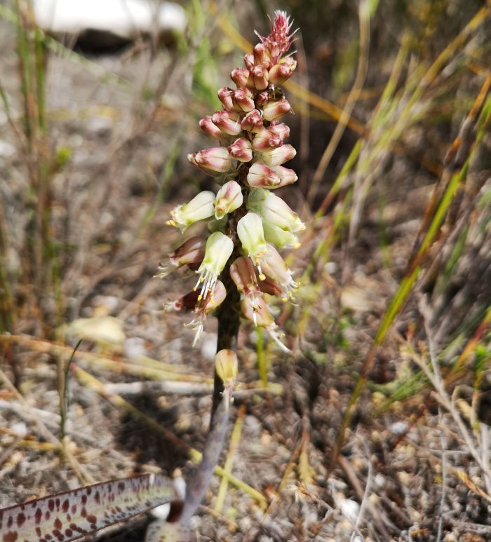 Lachenalia lutzeyeri in habitat. (Photo Ismail Ebrahim)