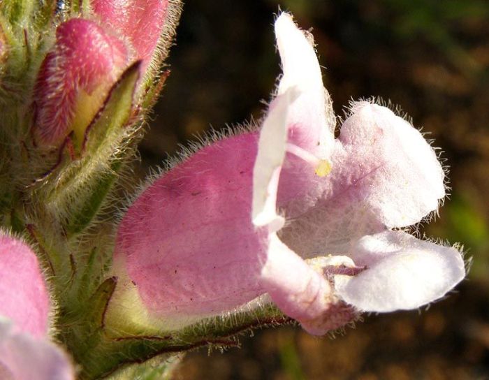 Graderia scabra, side view of a flower, showing pollen dusted on lower lobes and the stigma with pollen on it. (Photo Kate Braun)