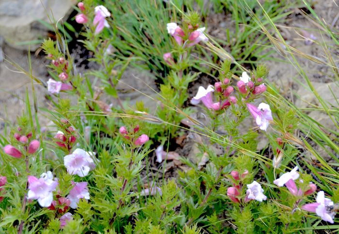 Graderia scabra, tufted plant in burnt rocky grassland, Normandien Pass, KZN, October. (Photo S.J. Smithies)