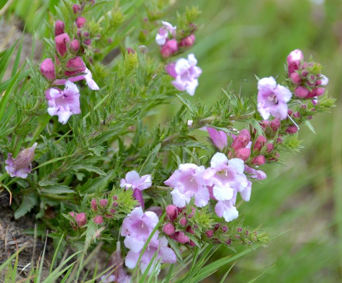 Graderia scabra, growing on a road embankment, Normandien Pass, KZN, October. (Photo S.J. Smithies)