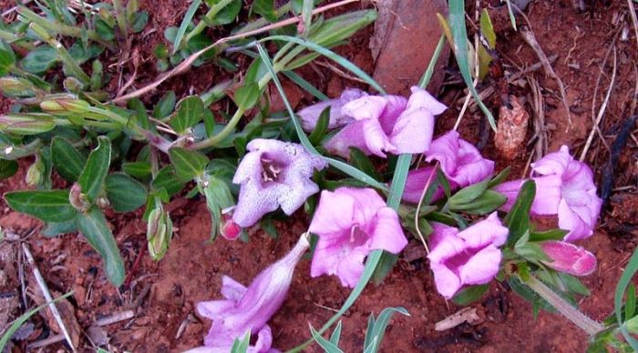 Graderia scabra, flowers on a trailing stem. (Photo Kate Braun)