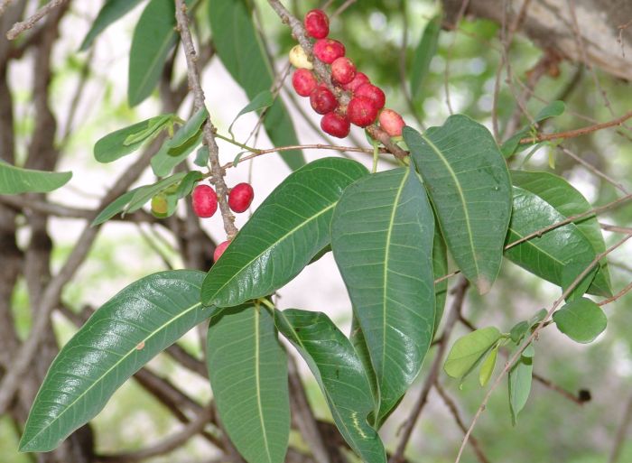 Ficus salicifolia, leaves and fruits. (Photo Geoff Nichols)