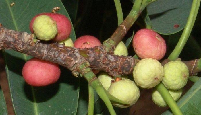 Ficus salicifolia, fruits. (Photo Geoff Nichols)