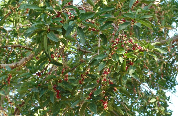 Ficus salicifolia, in fruit. (Photo Geoff Nichols)