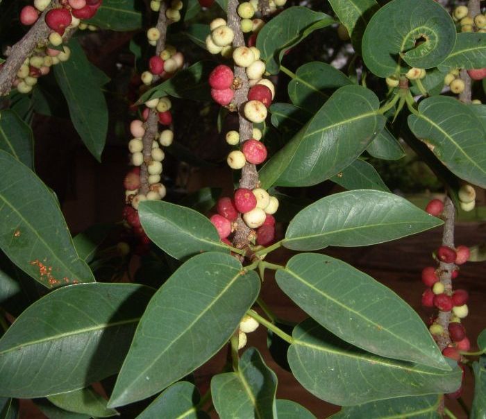 Ficus salicifolia, leaves and fruits. (Photo Geoff Nichols)