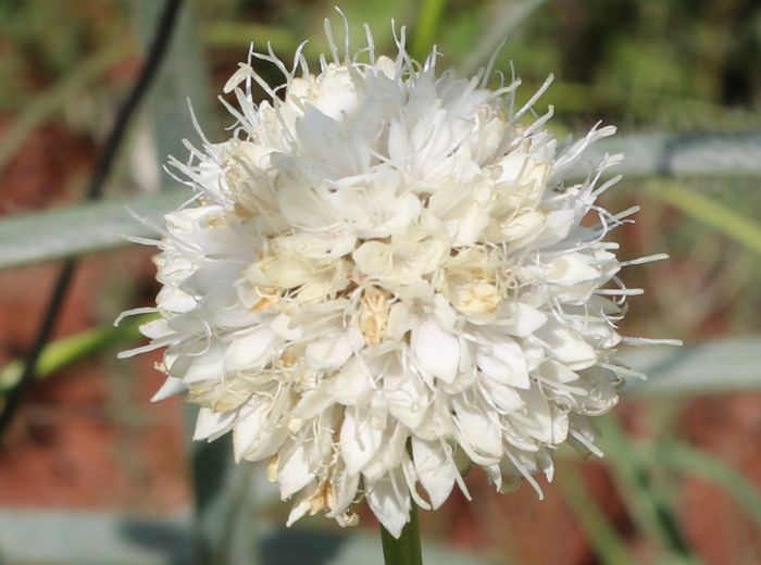 Cephalaria zeyheriana, inflorescence showing flowers with protruding stigma and stamens.