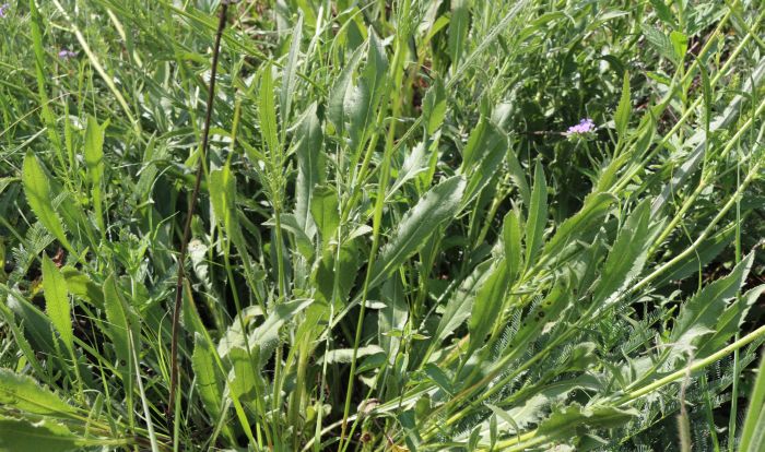 Cephalaria zeyheriana, leaves.