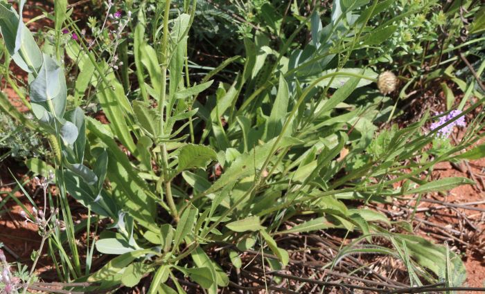 Cephalaria zeyheriana, basal leaves.