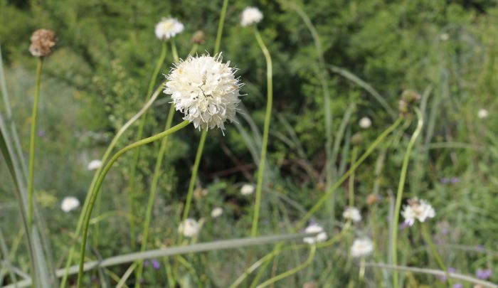 Cephalaria zeyheriana, in habitat.