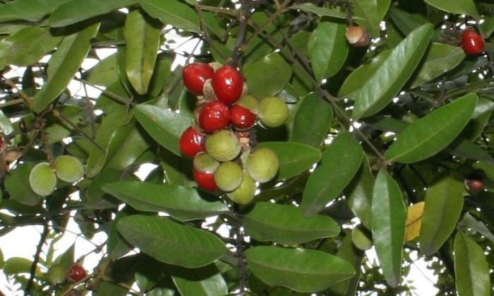 Stadmania oppositifolia supsp. rhodesica, fruits.