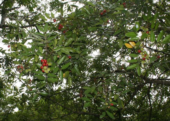 Stadmania oppositifolia supsp. rhodesica leaves and fruits.