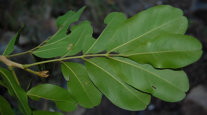 Stadmania oppositifolia supsp. rhodesica, leaf, under surface. (Photo Mervyn Lotter)