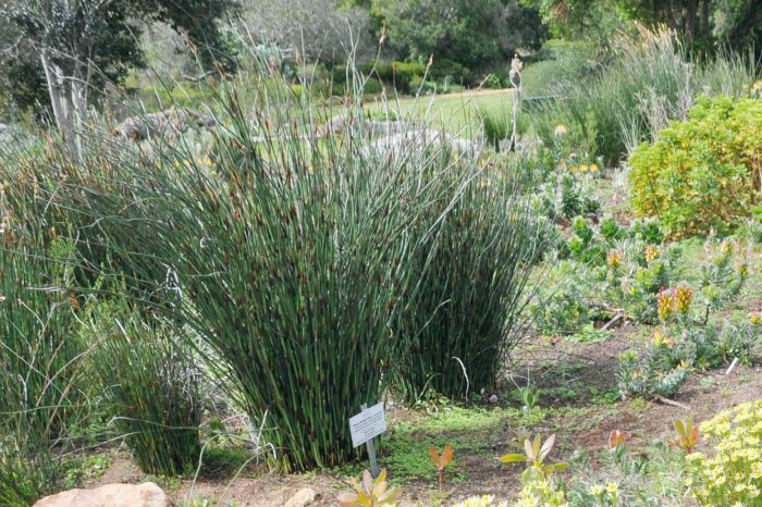 Elegia fenestrata growing in the Protea Garden, Kirstenbosch NBG. (Photo Alice Notten)