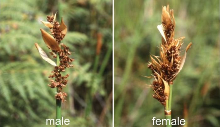 Elegia fenestrata inflorescences, male on left, female on right. (Photos H.P. Linder)