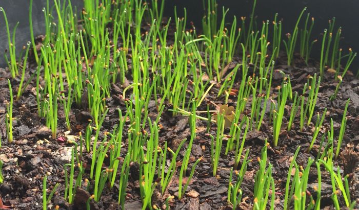 Elegia fenestrata seedlings. (Photo Mashudu Nndanduleni)