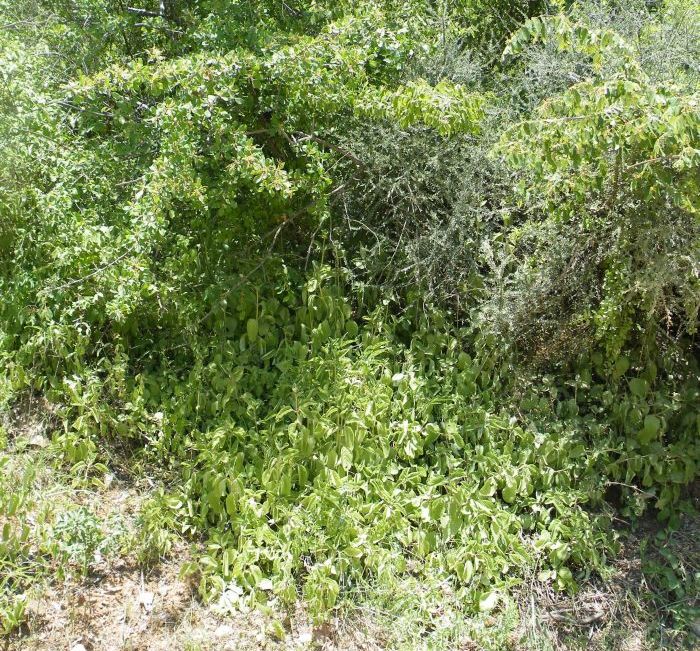 Coleus amboinicus growing among granite rocks below Terminalia prunoides (Bibala, southwestern Angola).   