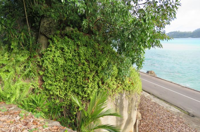 Coleus amboinicus growing on a coastal cliff in the Seychelles (Indian Ocean Island). 